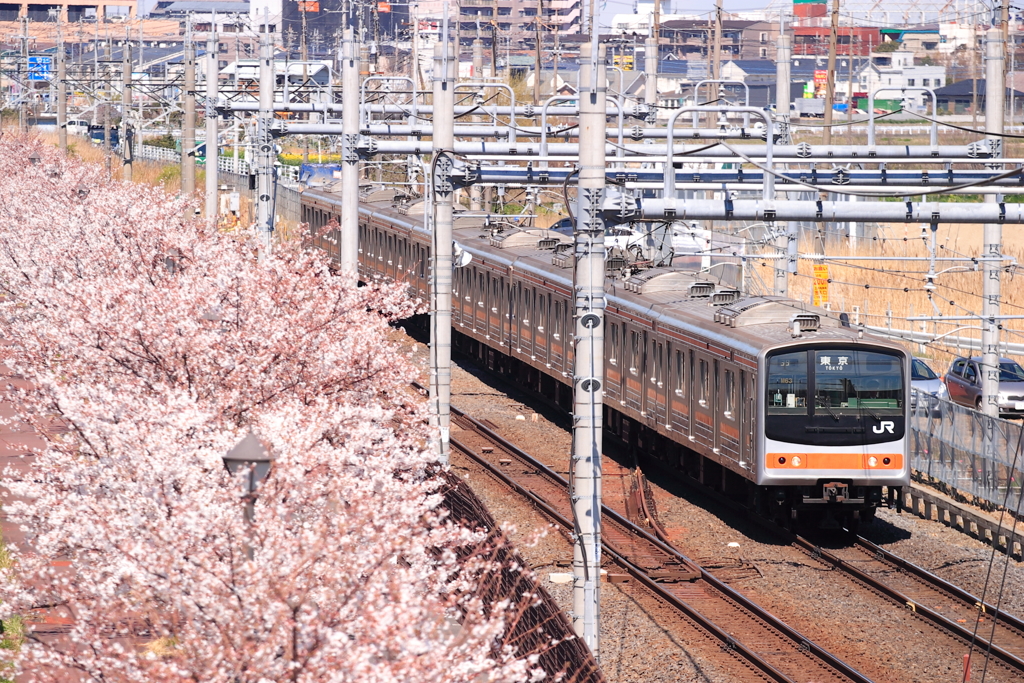 来年は見れるのか。