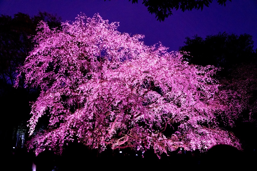 六義園 しだれ桜②