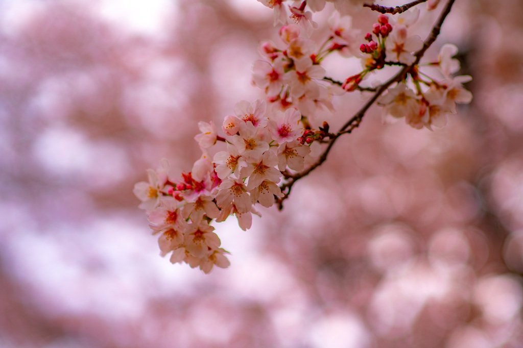 カップヌードルパークの桜②
