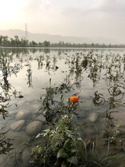 ガンガーに咲く花