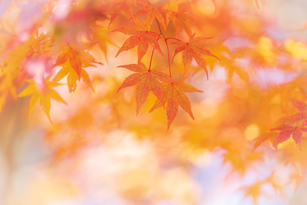 紅葉