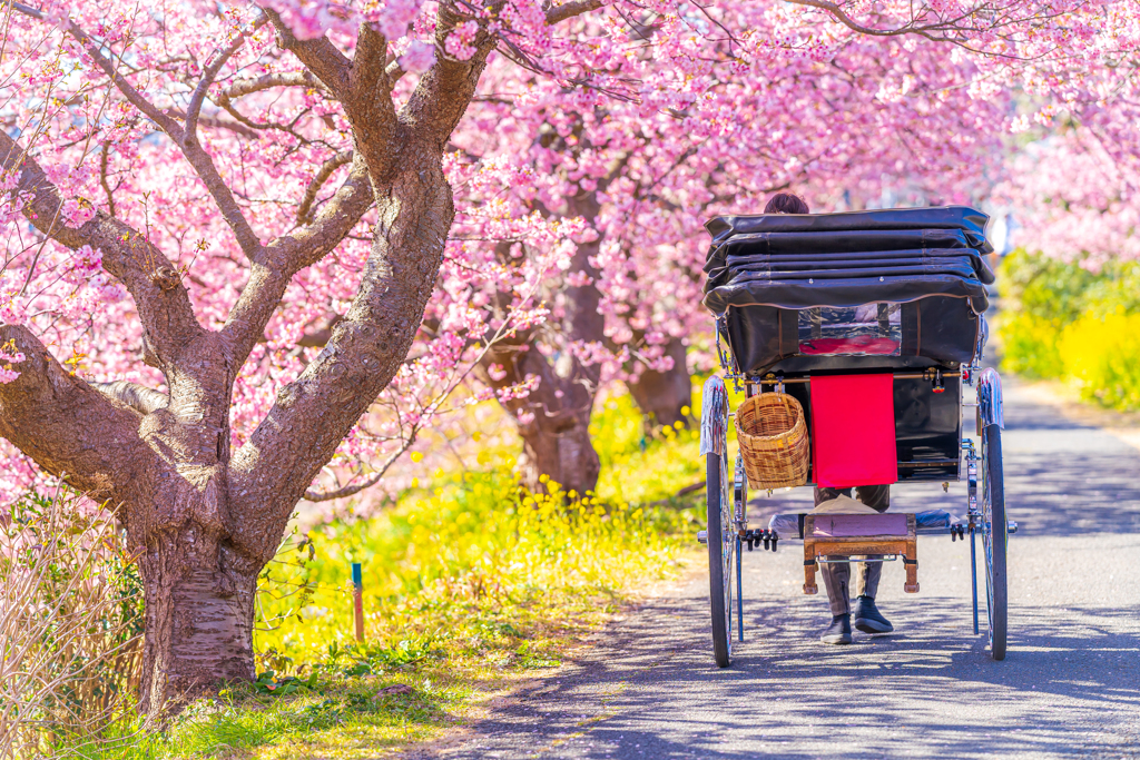 河津桜