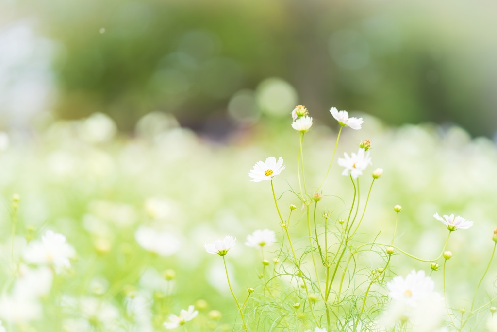 秋桜
