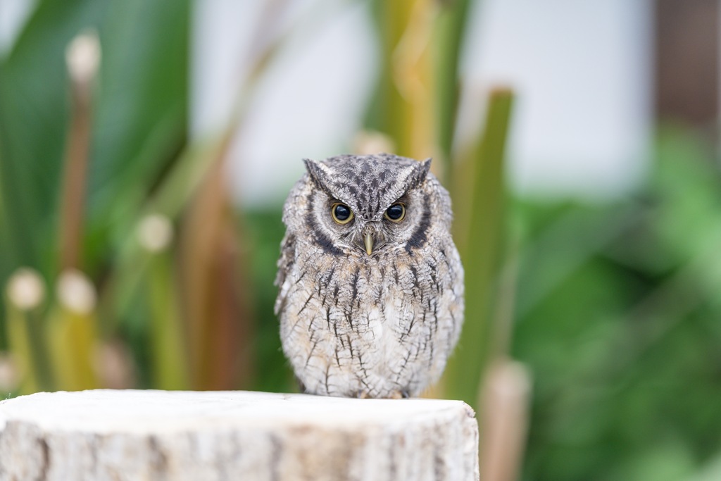 Owl