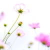 秋桜