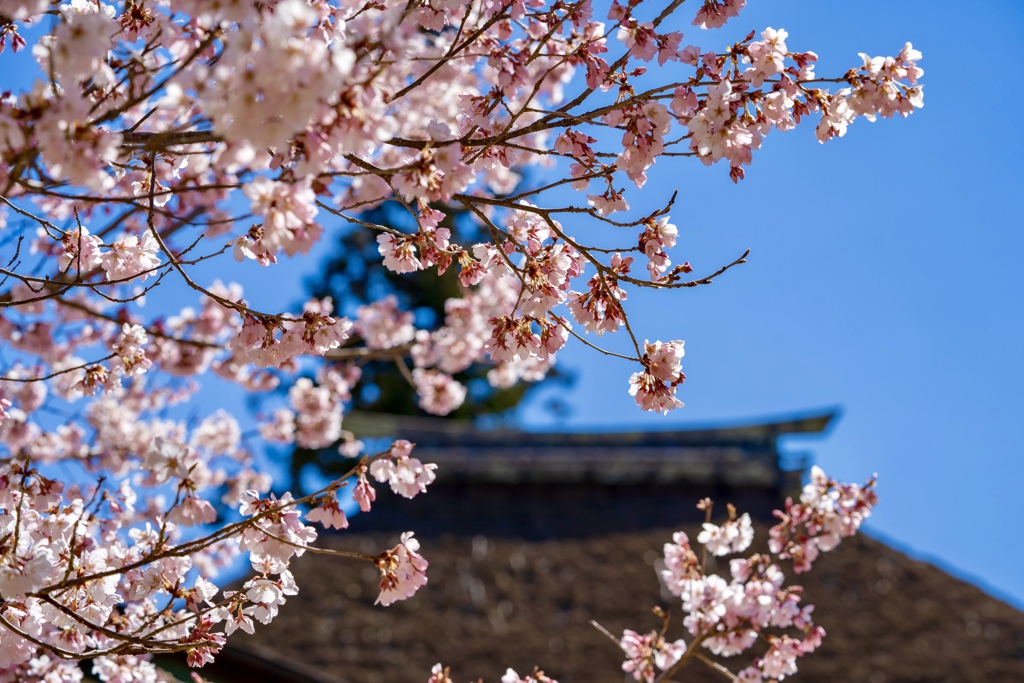 高遠城址公園