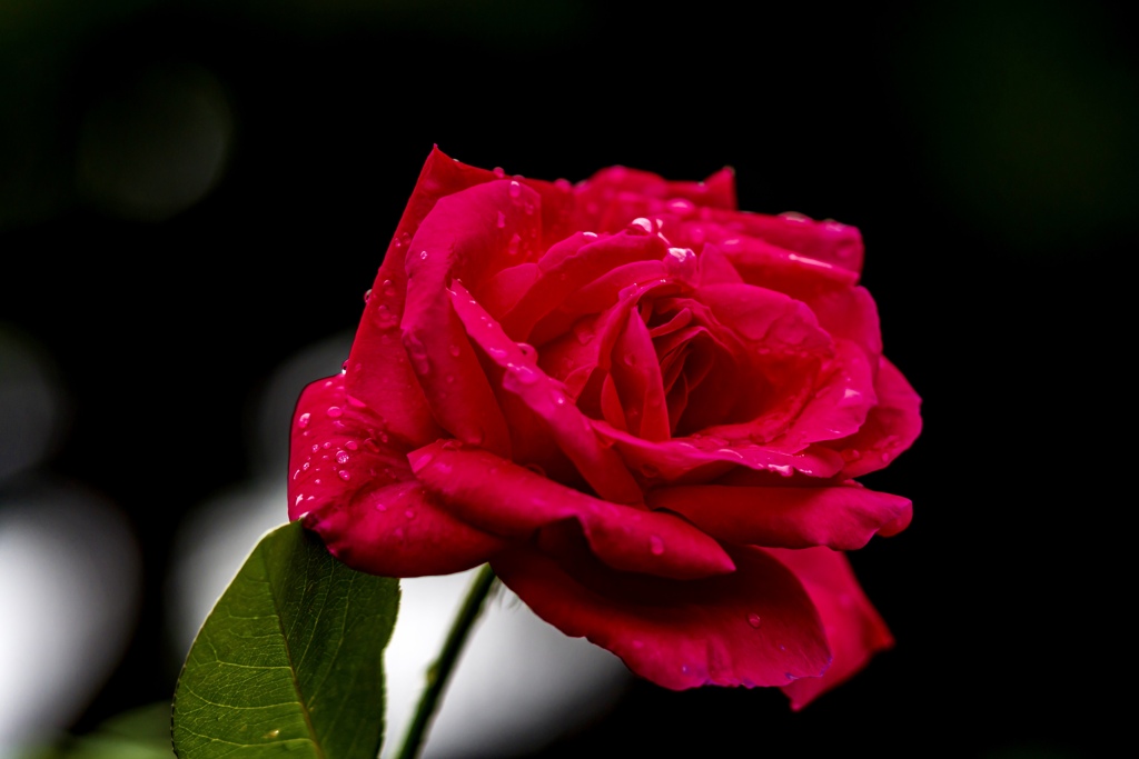 薔薇　雨