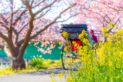 河津桜