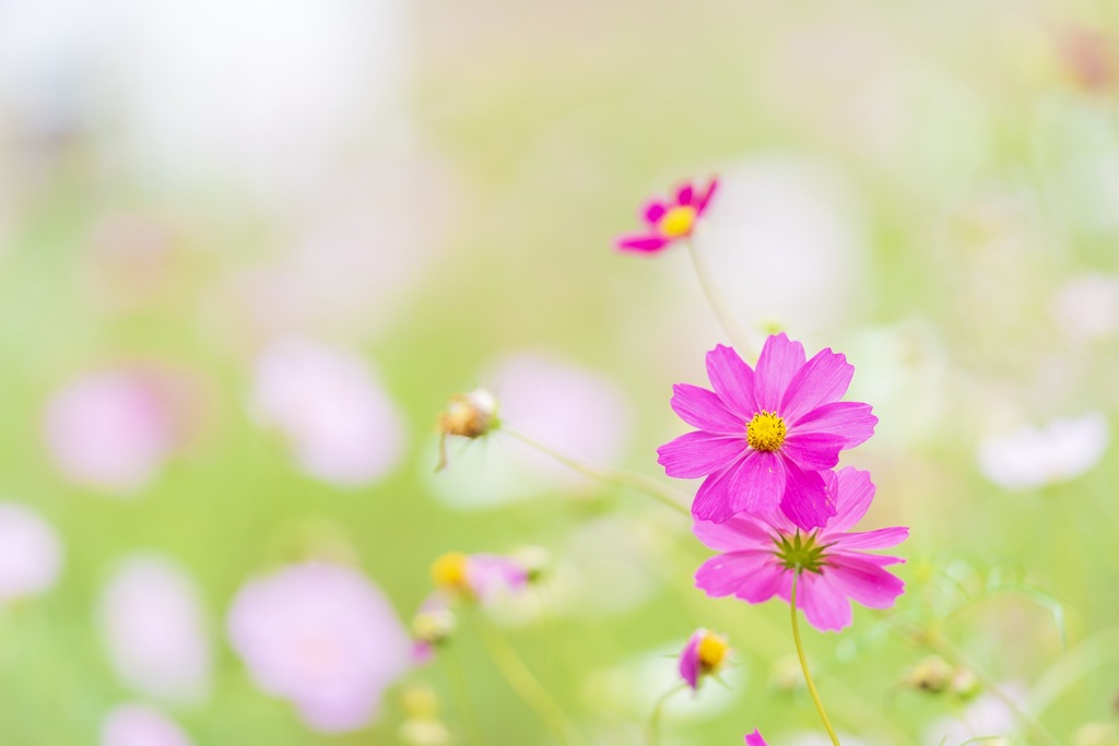 秋桜