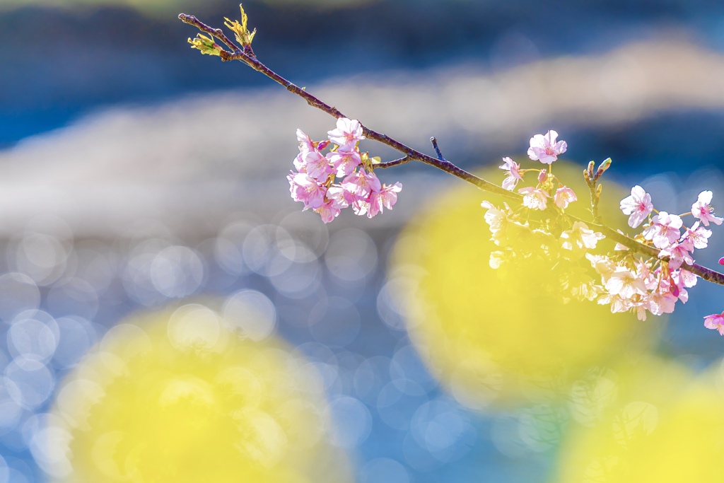 河津桜