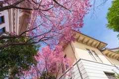 靖国神社の桜