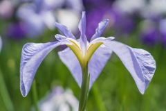 明月院 花菖蒲