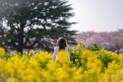 菜の花と桜と娘と