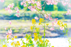 河津桜