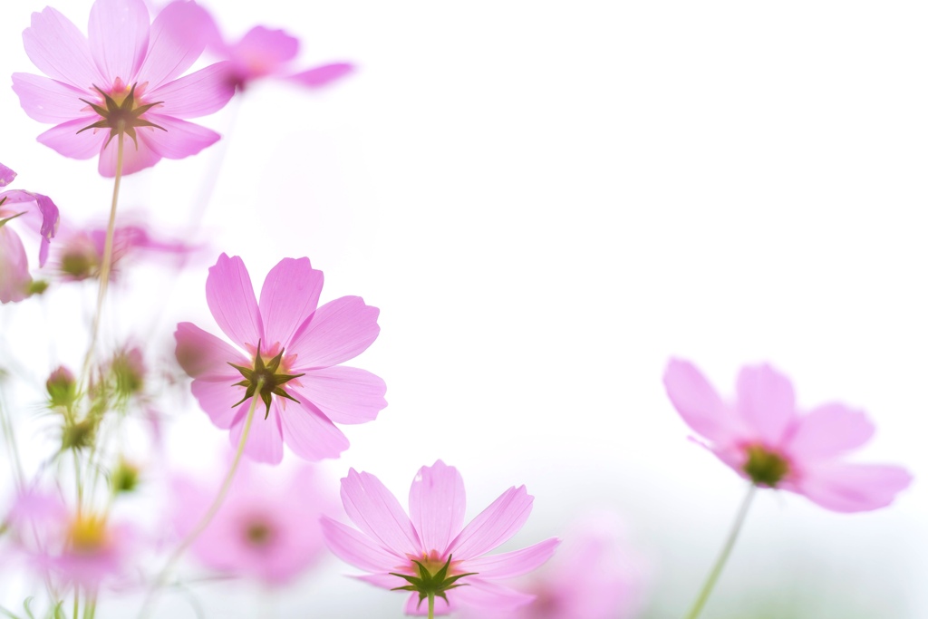 秋桜