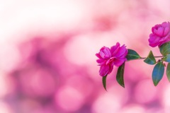 山茶花