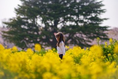菜の花と桜と娘と