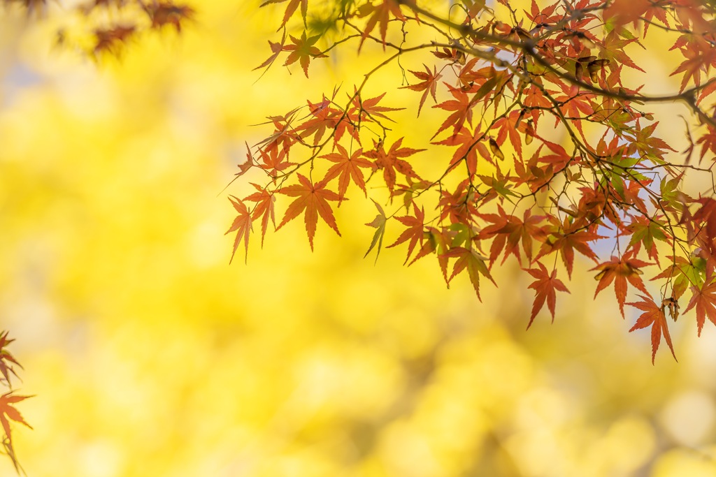 昭和記念公園