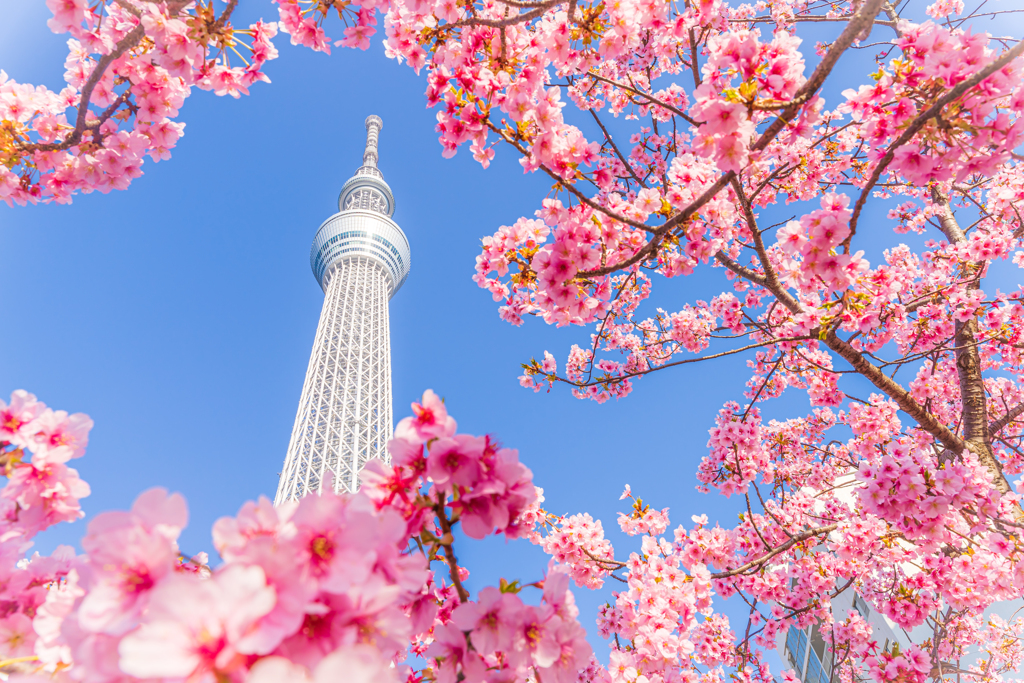 東京スカイツリー