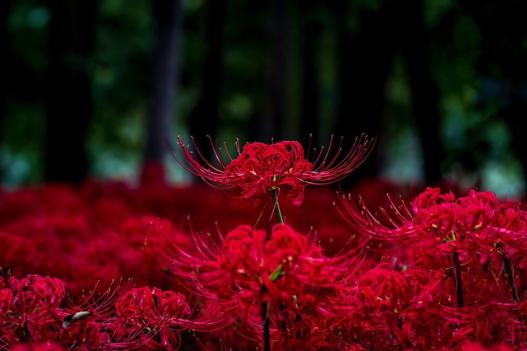 曼珠沙華