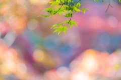 色付き　色々