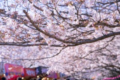 幸手 桜祭り