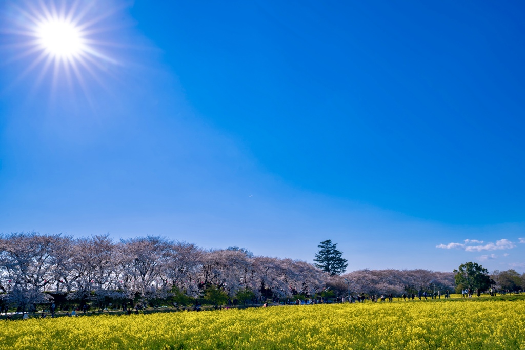 幸手権現堂