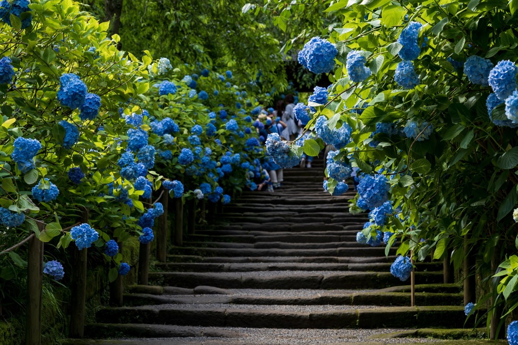 明月院
