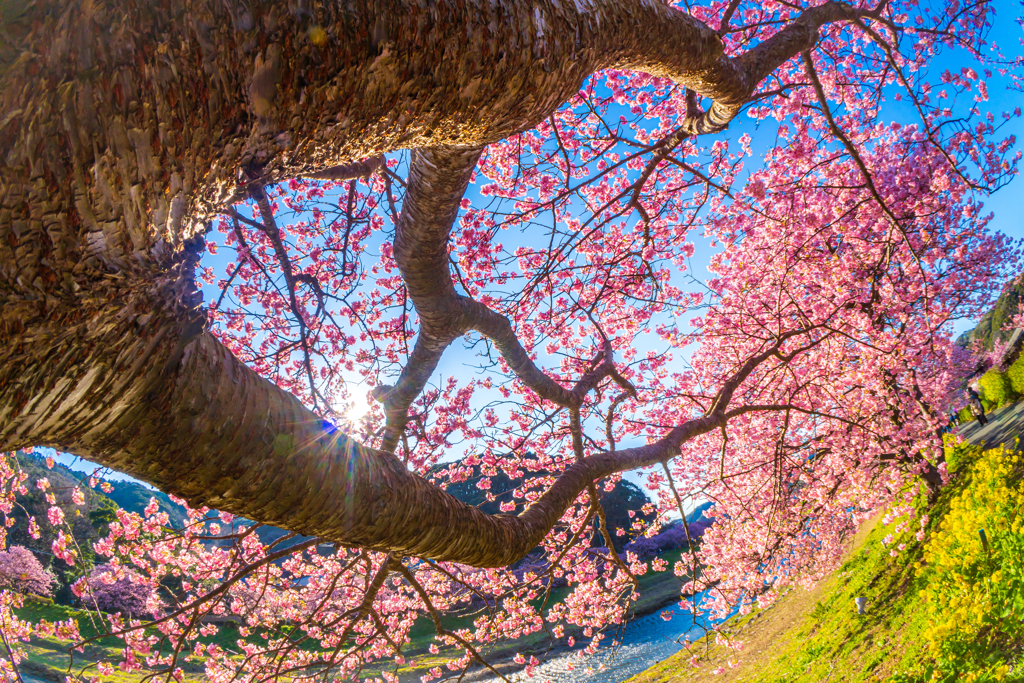 河津桜