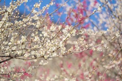 筑波山 梅祭り