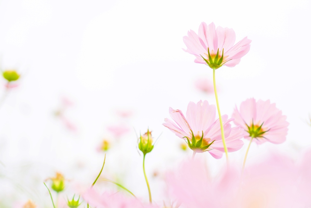 秋桜