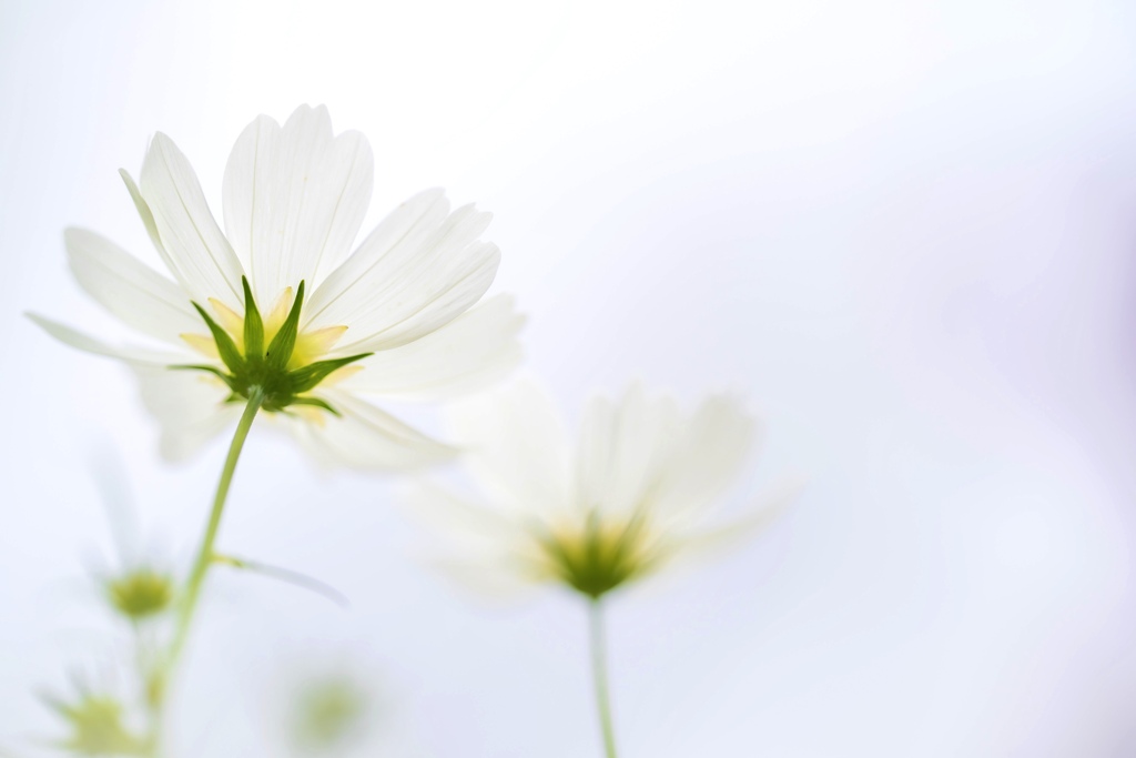 秋桜