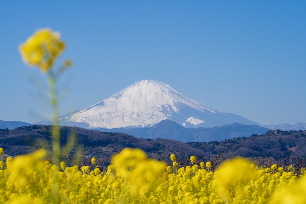 吾妻山公園 富士山と菜の花
