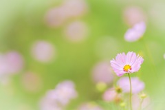 秋桜