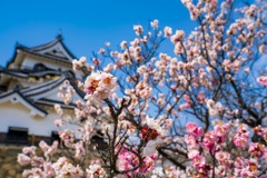 彦根城