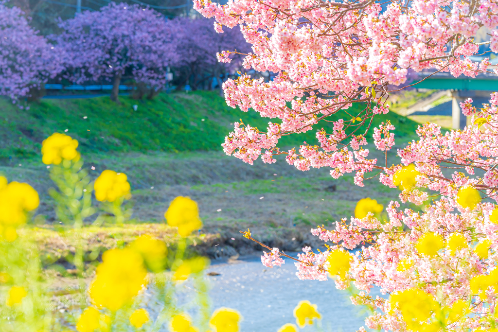 河津桜