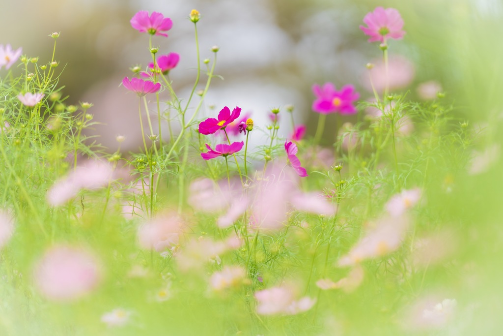 秋桜
