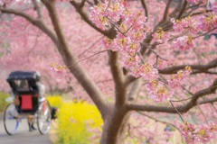 河津桜