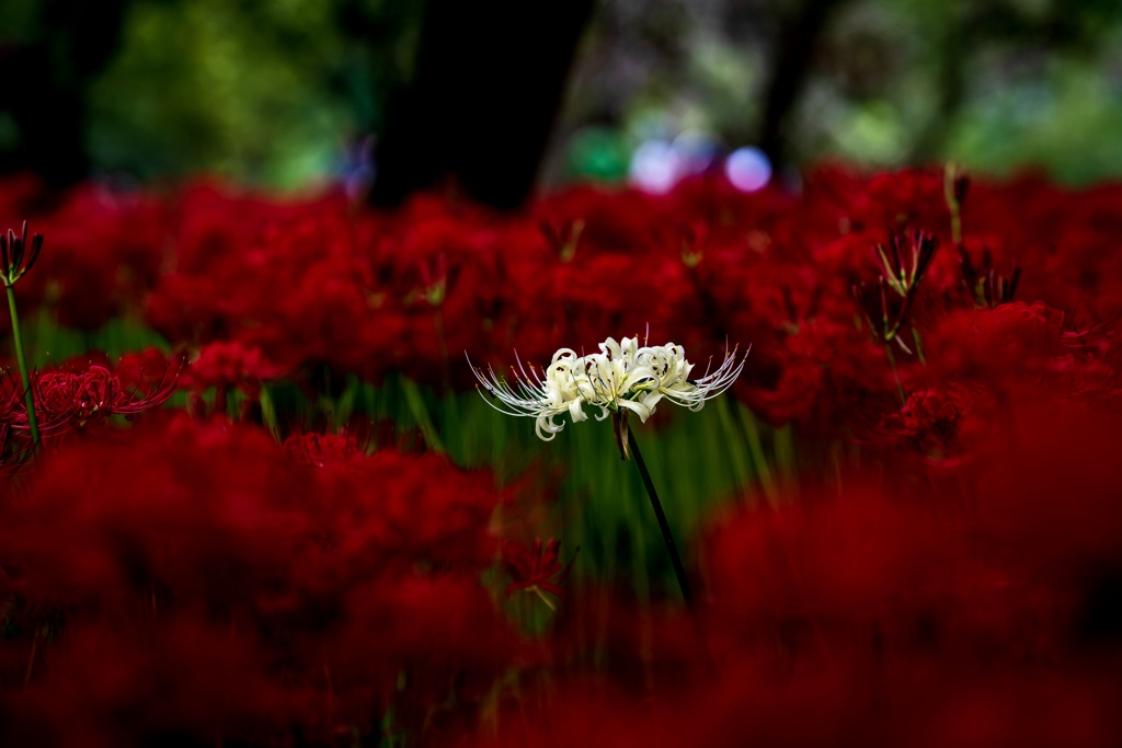 曼珠沙華