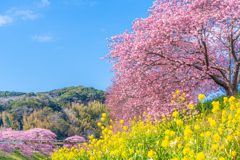 河津桜