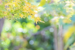 昭和記念公園