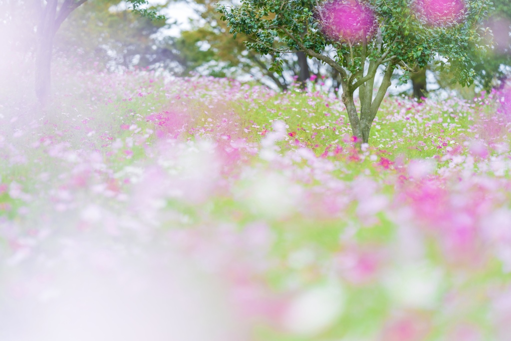 花の丘