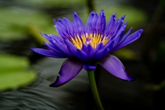 Water lily