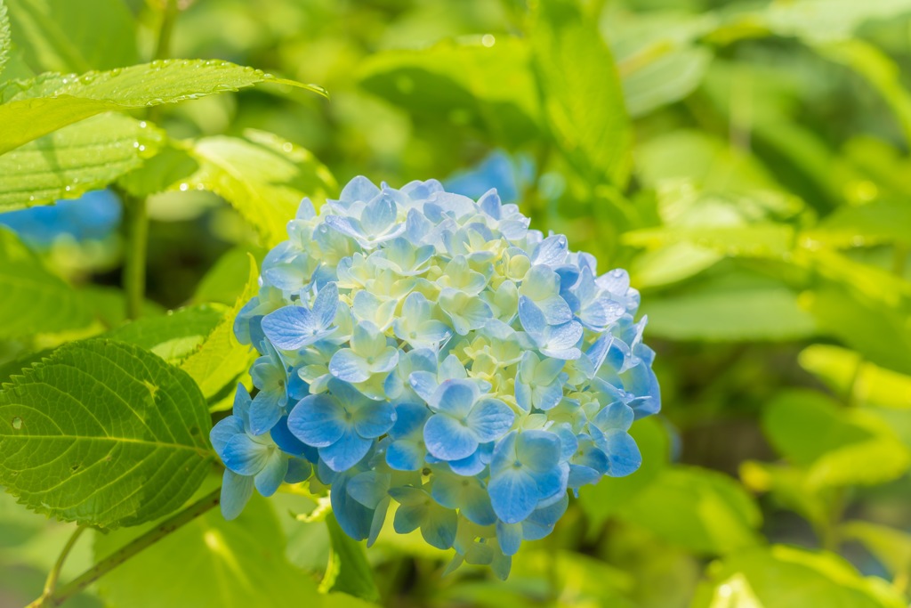 明月院