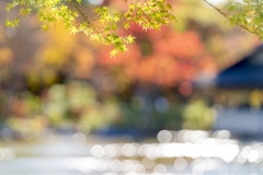 昭和記念公園