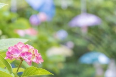 傘の森の紫陽花