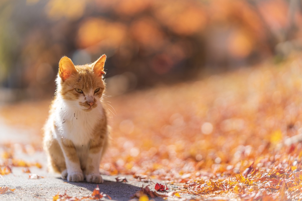 ねこ　秋