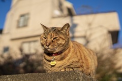 猫の街（谷中銀座）