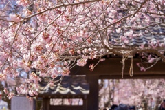 高遠城址公園