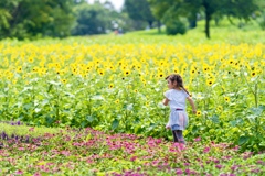 夏の思い出